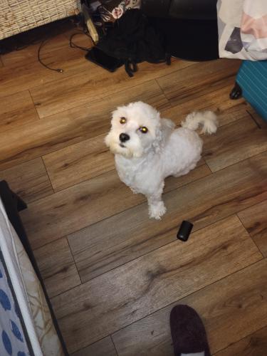 Lost Male Dog last seen Buttonwood and green st, Reading, PA 19604
