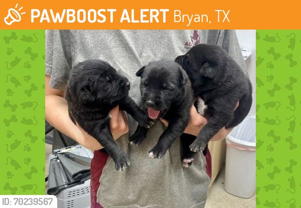 Shelter Stray Male Dog last seen Brazos County, TX , Bryan, TX 77807