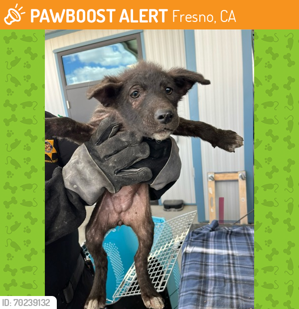 Shelter Stray Female Dog last seen Wakefield & Jefferson, Reedley Zone Fresno CO 4 93654, CA, Fresno, CA 93706