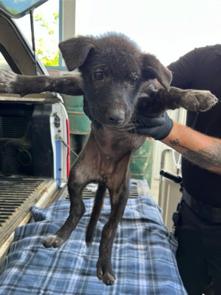 Shelter Stray Male Dog last seen Wakefield & Jefferson, Reedley Zone Fresno CO 4 93654, CA, Fresno, CA 93706