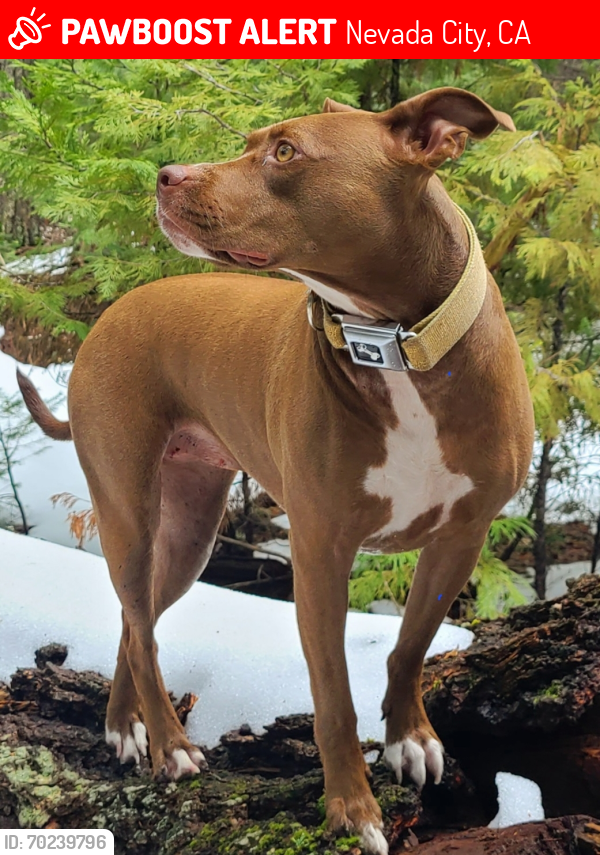 Lost Female Dog last seen Cascade loop, Nevada City, CA 95959
