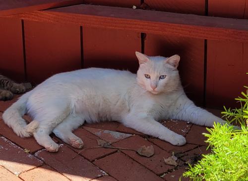 Lost Male Cat last seen maybe be in Pine Valley or Alpine Ca, Alpine, CA 91901