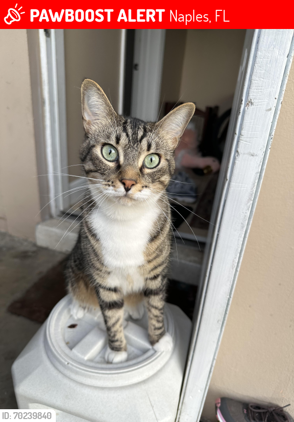 Lost Male Cat last seen Barcelona Circle and Gulfstream Dr Naples FL 34112 , Naples, FL 34112