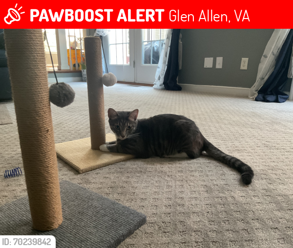 Lost Male Cat last seen Heart Stone Drive, Glen Allen, VA 23059