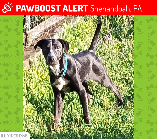 Lost Male Dog last seen Near Shenandoah Heights Fire Company  on Swatara Rd, Shenandoah, PA 17976