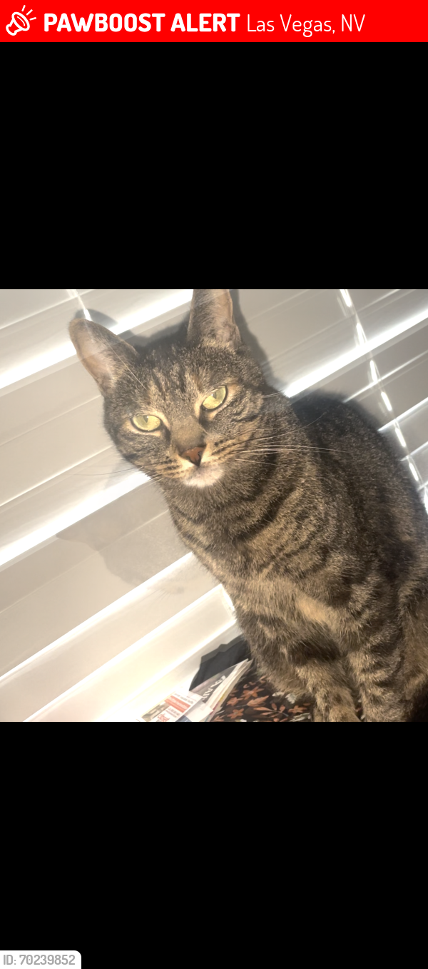 Lost Female Cat last seen Alexander/dalecrest , Las Vegas, NV 89129