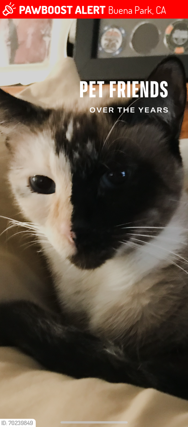 Lost Female Cat last seen Lincoln and holder , Buena Park, CA 90620