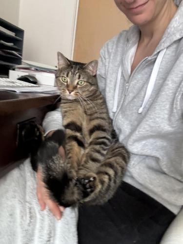 Lost Male Cat last seen 34th and Greenwood Ave N , Seattle, WA 98103