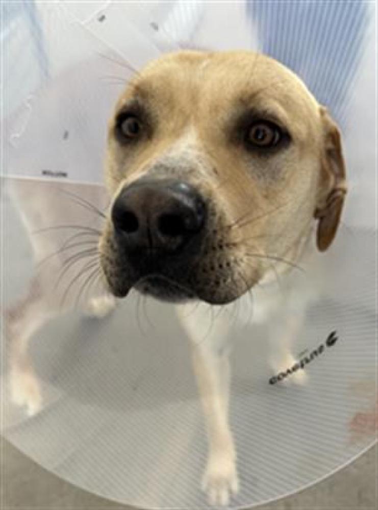 Shelter Stray Male Dog last seen BIRCHWOOD AVE, ROSAMOND CA 93560, Bakersfield, CA 93308