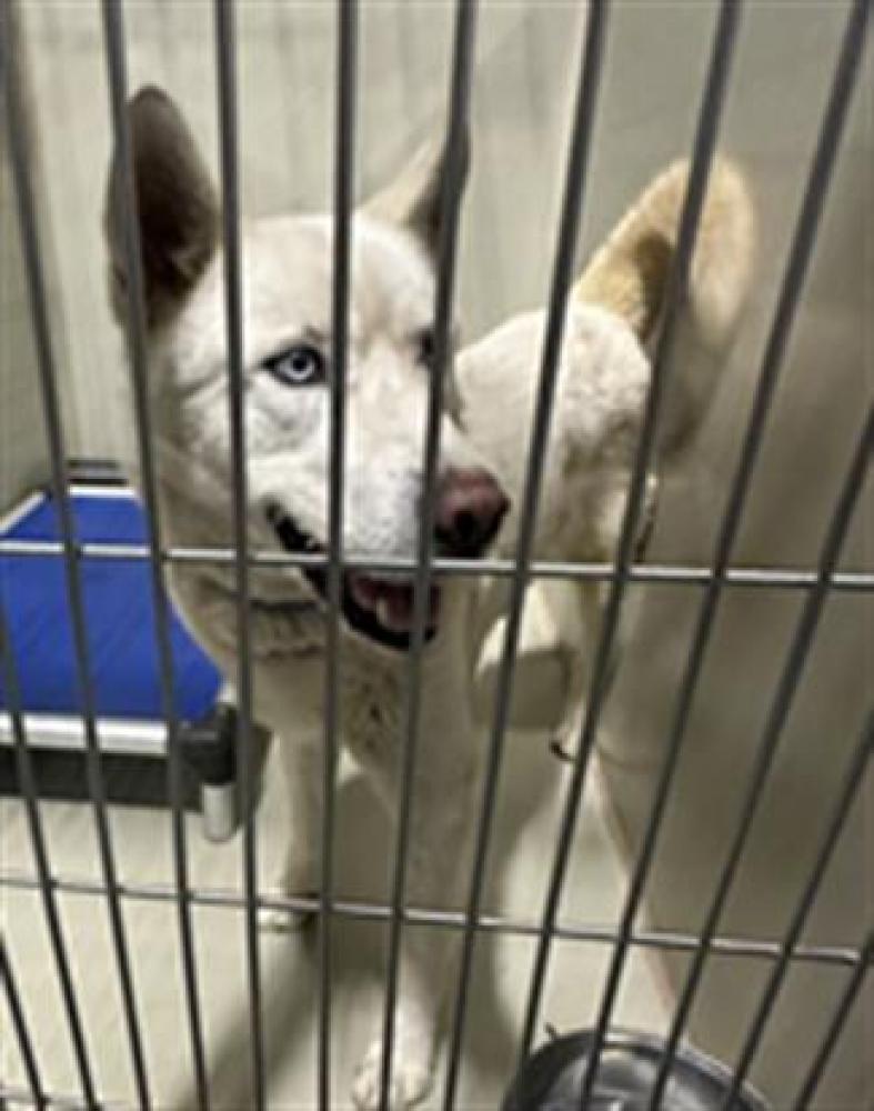 Shelter Stray Male Dog last seen DOUGLAS ST, BAKERSFIELD CA 93308, Bakersfield, CA 93308