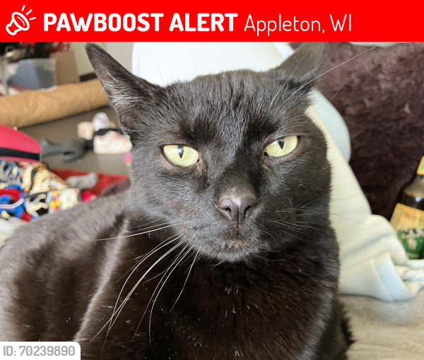Lost Male Cat last seen Near Wilson Middle school, Appleton, WI 54914