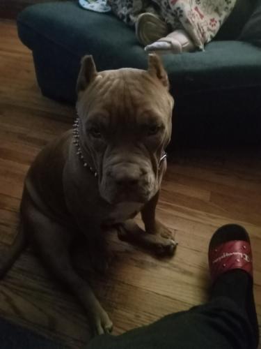 Lost Female Dog last seen Military st, Omaha, NE 68111