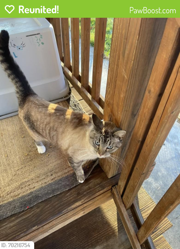 Reunited Female Cat last seen Cleveland rd and summit rd, Pataskala, OH 43068