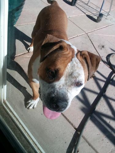 Lost Female Dog last seen 70th St. East/Ave R, Palmdale Ca., Palmdale, CA 93552