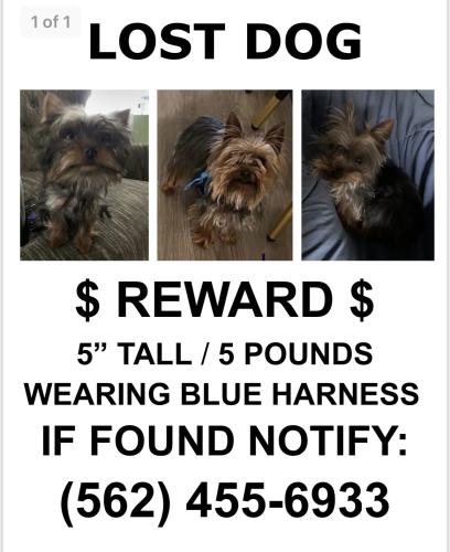 Lost Male Dog last seen Rosecrans, Norwalk, CA 90650