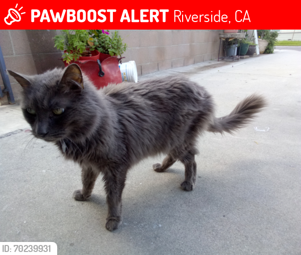 Deceased Male Cat last seen Arch way and Marmian Way, Riverside 92506, Riverside, CA 92506