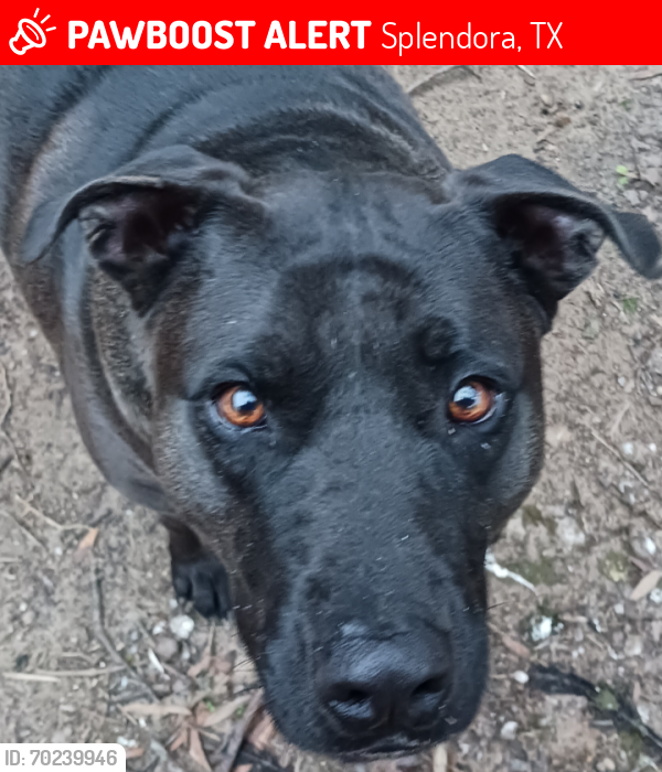 Lost Female Dog last seen FM 2090 near Plum Grove, Splendora, TX 77372