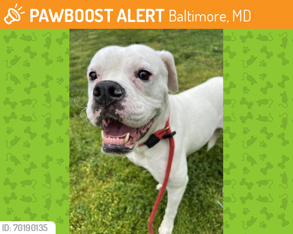 Shelter Stray Female Dog last seen Near N. Bond St, 21213, MD, Baltimore, MD 21230