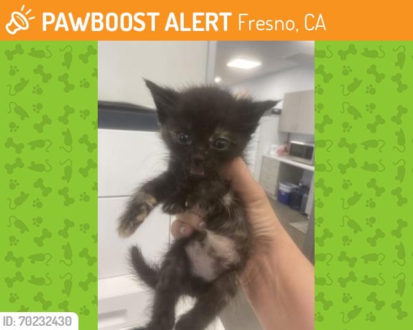 Shelter Stray Female Cat last seen E Weldon Ave & Mayfair Dr E, Fresno Zone Fresno CO 2 93703, CA, Fresno, CA 93706