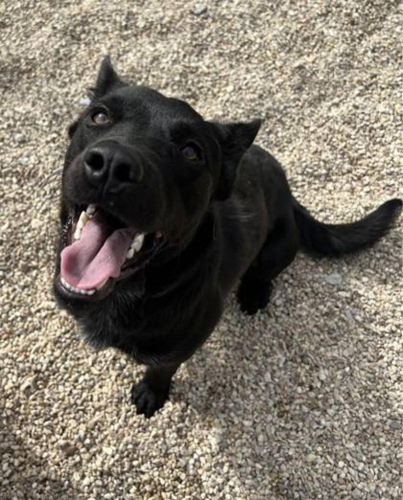 Shelter Stray Male Dog last seen Near N MAGNOLIA, 70714, LA, Baton Rouge, LA 70820