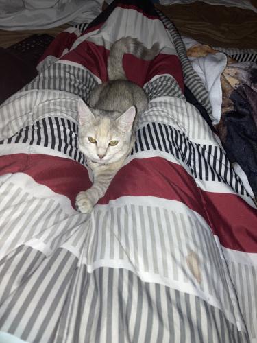 Lost Female Cat last seen By the entrance, Charlotte, NC 28208