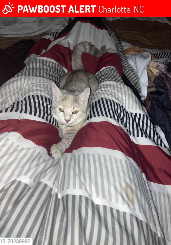 Lost Female Cat last seen By the entrance, Charlotte, NC 28208