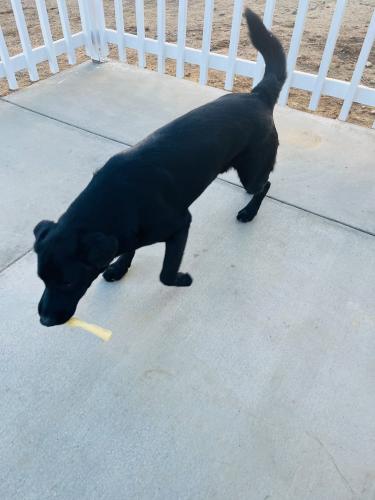 Lost Female Dog last seen Baldy Mesa and Appleton st , Victorville, CA 92392