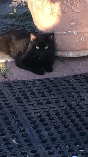 Lost Male Cat last seen At the address listed. He always stays in the area. , Winnebago, NE 68071