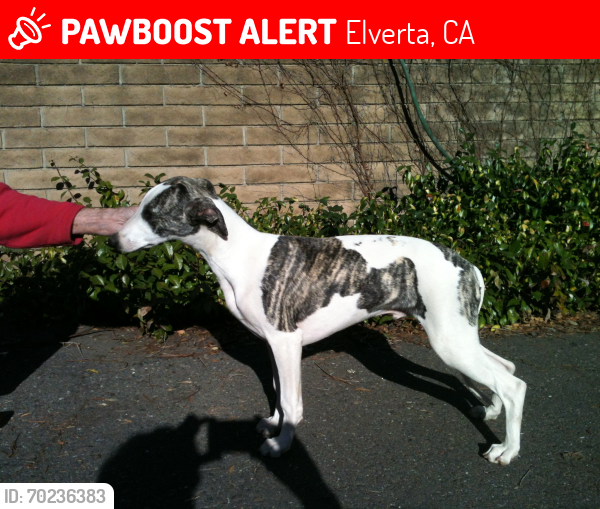 Lost Male Dog last seen El Reno , Elverta, CA 95626