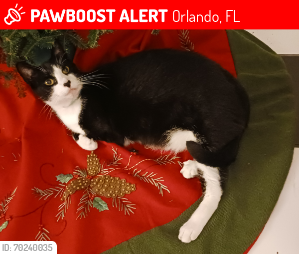 Lost Male Cat last seen Colonialtown north, Orlando, FL 32803