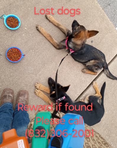 Lost Female Dog last seen Kuykendhal and louetta , Harris County, TX 77388