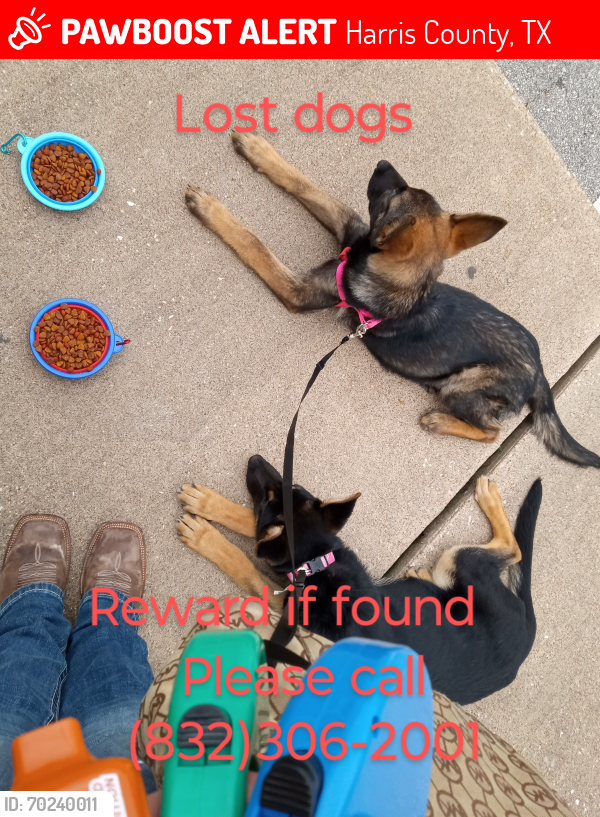 Lost Female Dog last seen Kuykendhal and louetta , Harris County, TX 77388