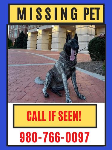 Lost Female Dog last seen Research drive, Kannapolis, NC 28083