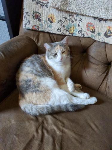 Lost Female Cat last seen Leestown Rd, Lexington, KY 40511