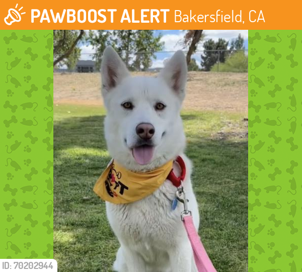 Shelter Stray Female Dog last seen Near BLOCK SOPP RD, MOJAVE CA 93501, Bakersfield, CA 93308