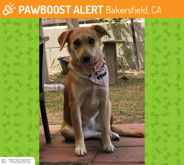 Shelter Stray Female Dog last seen BUERKLE RD, BUTTONWILLOW CA 93206, Bakersfield, CA 93308