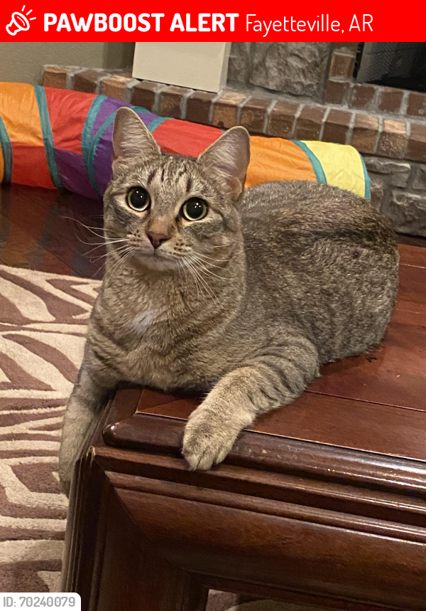 Lost Female Cat last seen Rockledge and Hearthstone , Fayetteville, AR 72764