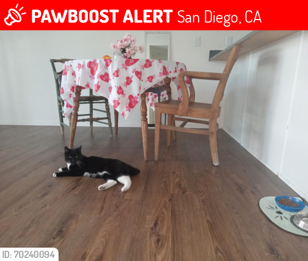 Lost Female Cat last seen Near J St. Lillian Place apartments, San Diego, CA 92101