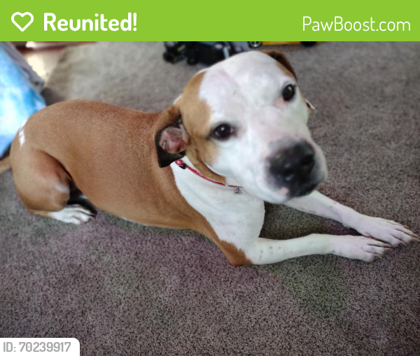Reunited Female Dog last seen Belvidere and Sullivant, Columbus, OH 43223