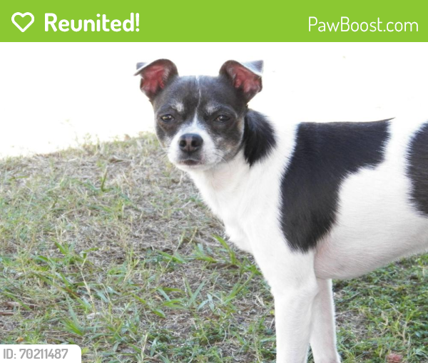 Reunited Male Dog last seen Briar Cliff Dr & Moog Rd, Pasco County, FL 34690