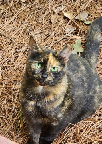 Lost Female Cat last seen Regency Dr / Rheims Dr  Near,  Rolling Roads Park  Behind the Old Gander Mountain Bldg . She is spayed and left ear tipped.  Part of a managed colony  . Shy . Timid  , Greensboro, NC 27410