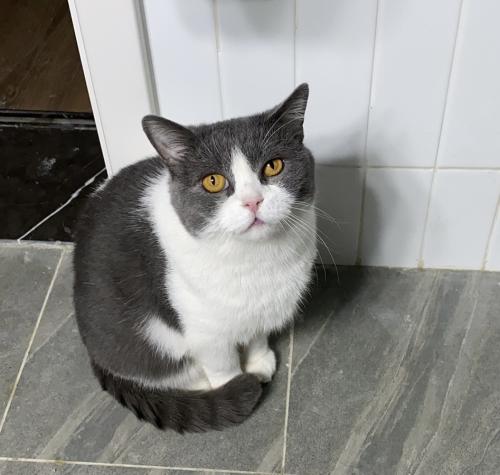 Lost Male Cat last seen Finch Ave & Willowdale Ave, Toronto, ON M2N