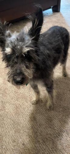 Lost Male Dog last seen ousley junior high , Arlington, TX 76018