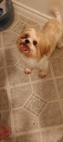 Lost Male Dog last seen Trees ct and Middleton street, Clark rd, Cedar Hill, TX 75104
