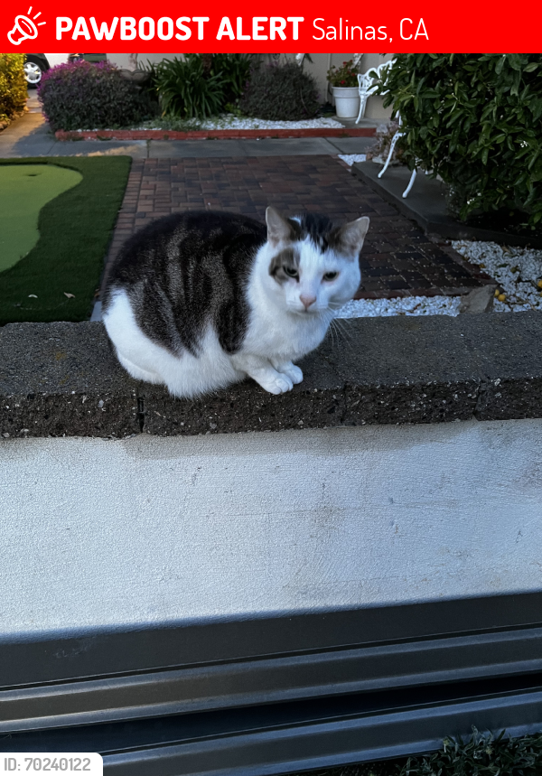 Lost Male Cat last seen Adams St, Salinas, CA 93906