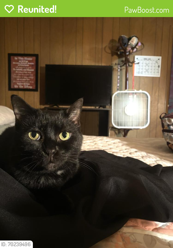 Reunited Female Cat last seen New Blockhouse Rd,Maryville Tennessee , Maryville, TN 37803