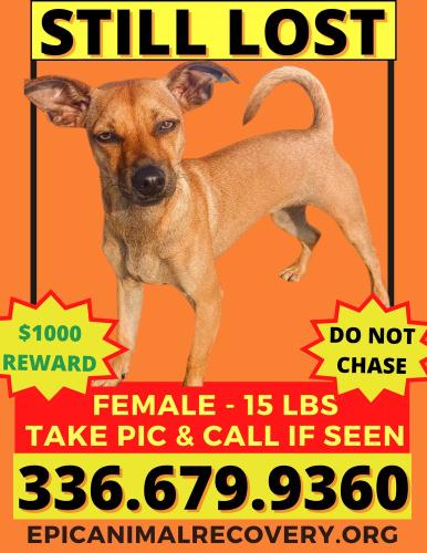 Lost Female Dog last seen Old 421, Yadkin County, NC 27055