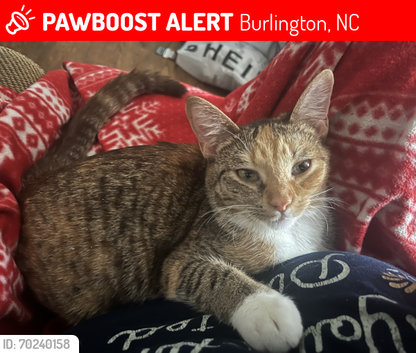 Lost Female Cat last seen W davis st burlington, Burlington, NC 27217