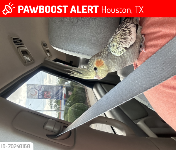 Lost Male Bird last seen Houston Texas 77076, Houston, TX 77002
