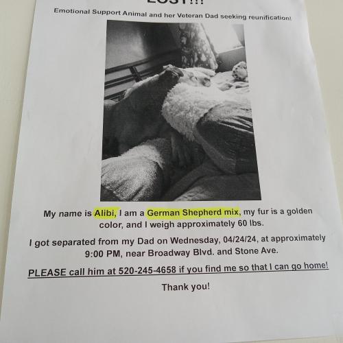 Lost Female Dog last seen Broadway and Stone, Tucson, AZ 85701
